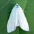 30 Pcs Insect Lures For Rice White Stem Borer (Scirpophaga Innotata)